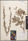 Foto von Salix caprea L. x Salix repens L.